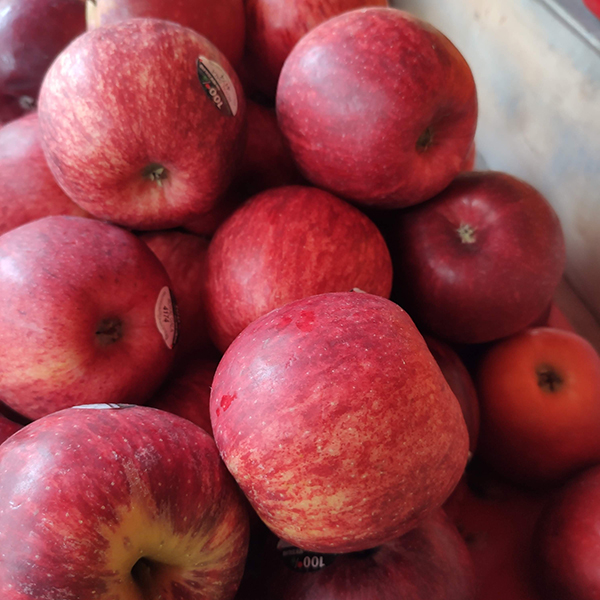 Táo đỏ Royal Gala